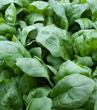 Насіння шпинату Боа, п.о. 1000 тис. насінин (Rijk Zwaan)