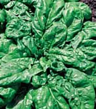 Насіння шпинату Матадор Hortus, 5 кг (Коуел)