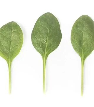 Семена шпината Сильвервейл F1, п.е. 1000 тыс. семян (Rijk Zwaan)