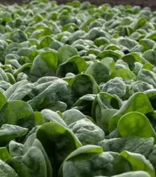 Насіння шпинату Санта Круз F1, п.о. 50 тис. насінин (Hazera)