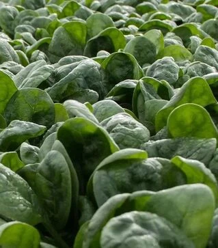 Семена шпината Фагот F1, п.е. 50 тыс. семян (Hazera)