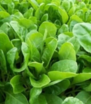 Семена шпината Спирос F1, п.е. 50 тыс. семян (Bejo)