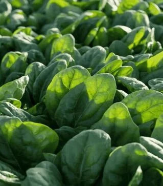 Насіння шпинату Білбі F1, п.о. 1 млн. насінин (Rijk Zwaan)