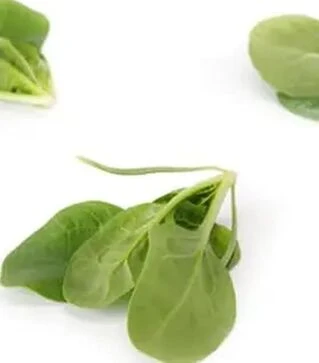 Насіння шпинату Лізард F1, п.о. 1 млн. насінин (Rijk Zwaan)