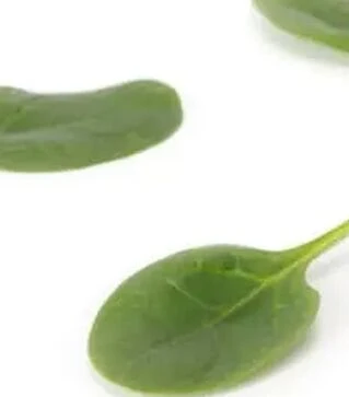 Насіння шпинату Лізард F1, п.о. 1 млн. насінин (Rijk Zwaan)