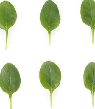 Насіння шпинату Лізард F1, п.о. 1 млн. насінин (Rijk Zwaan)