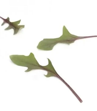 Семена шпината Ред Снепер F1, п.е. 1 млн. семян (Rijk Zwaan)