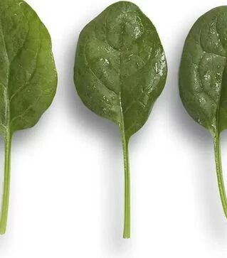 Насіння шпинату Вудпекер F1, п.о. 1 млн. насінин (Rijk Zwaan)