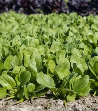 Насіння шпинату Трялбосс F1, п.о. 25 тис. насінин (Enza Zaden)