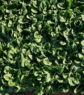 Насіння шпинату Крострек F1, п.о. 25 тис. насінин (Enza Zaden)