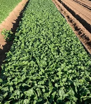 Насіння шпинату Траверс F1, п.о. 25 тис. насінин (Enza Zaden)