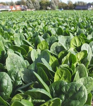 Семена шпината Аккордеон F1, п.е. 25 тыс. семян (Hazera)