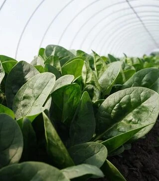 Семена шпината Аккордеон F1, п.е. 25 тыс. семян (Hazera)