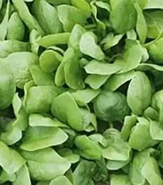 Насіння шпинату Рембрант F1, п.о. 50 тис. насінин (Bejo)