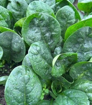 Насіння шпинату Перидот F1, п.о. 50 тис. насінин (Sakata)