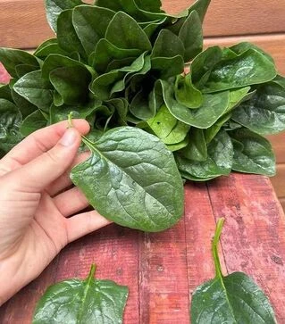 Насіння шпинату Самурай F1, п.о. 50 тис. насінин (Sakata)