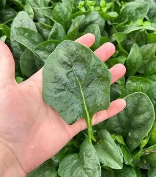 Насіння шпинату Самурай F1, п.о. 50 тис. насінин (Sakata)