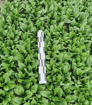 Насіння шпинату Самурай F1, п.о. 50 тис. насінин (Sakata)