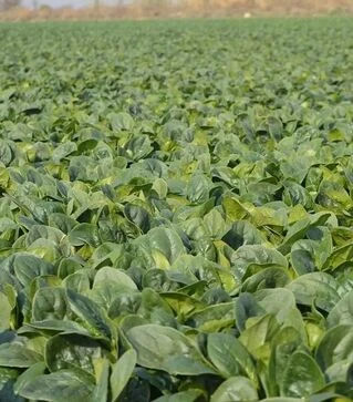 Насіння шпинату Самурай F1, п.о. 50 тис. насінин (Sakata)