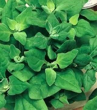 Насіння шпинату Новозеландский, 250 г (Moravoseed)