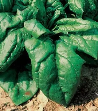 Семена шпината Лагос F1, 250 г (Clause)