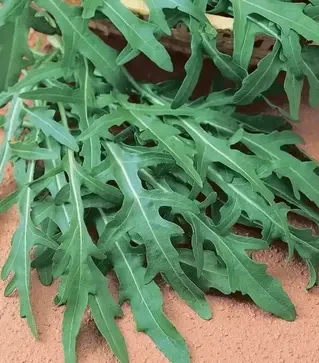 Насіння руколи Вайлд Рокет, 1 кг (Semo)