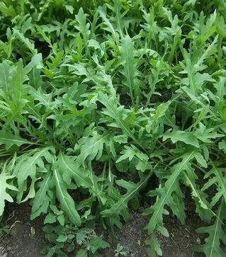 Насіння руколи Рокет, 1 кг (Moravoseed)