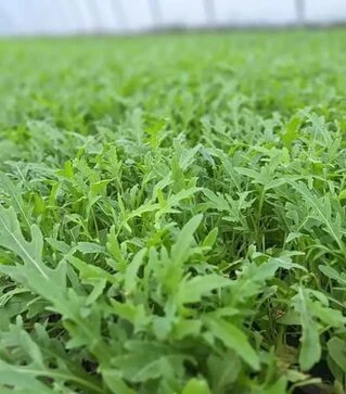 Семена рукколы Атланта, 1 кг (Hazera)