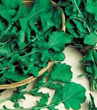 Семена рукколы Колтивата Hortus, 500 г (Коуэлл)