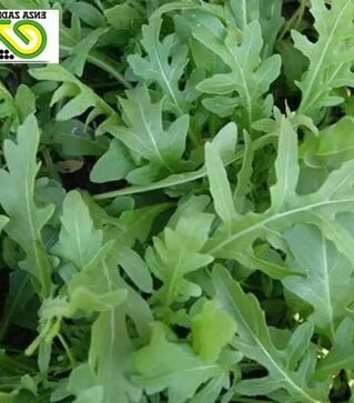 Насіння руколи Летиція, п.о. 100 тис. насінин (Enza Zaden)