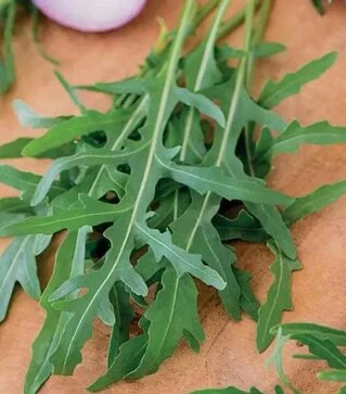 Насіння руколи Летиція, п.о. 100 тис. насінин (Enza Zaden)