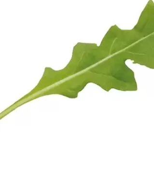 Насіння руколи Летиція, п.о. 100 тис. насінин (Enza Zaden)