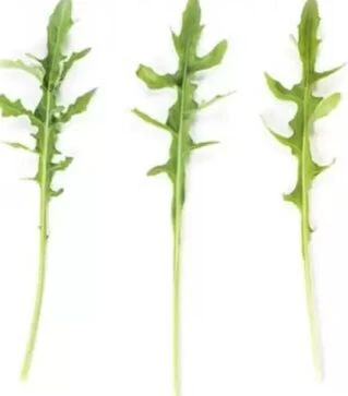 Насіння руколи Темісто, п.о. 1 млн. насінин (Enza Zaden)