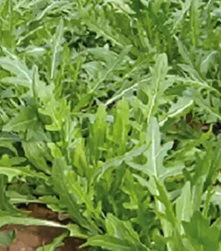 Насіння руколи Тріція, п.о. 100 тис. насінин (Enza Zaden)