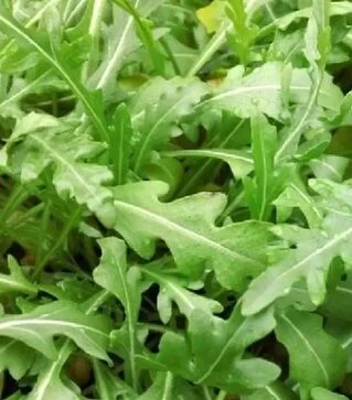 Насіння руколи Вайлд Рокет, 50 г (Enza Zaden)