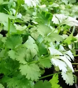 Насіння кінзи Сноуболт, 1 кг (Moravoseed)