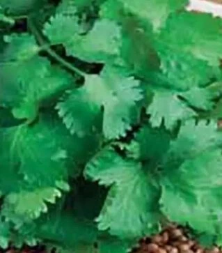 Семена кинзы Американо Hortus, 5 кг (Коуэлл)