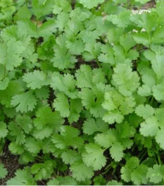 Насіння кінзи Янтар, 150 г (Agri Saaten)