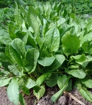 Семена щавеля Широколистая, 1 кг (Semo)