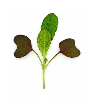 Семена горчицы для микрозеленых Красный лев, беби листья, импорт, 100 г