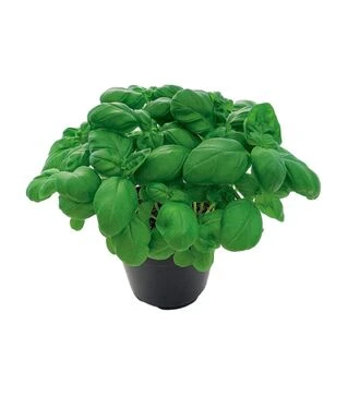 Семена базилика для микрозеленых Gecofure, беби листья, взрослая зелень, импорт, 500 г