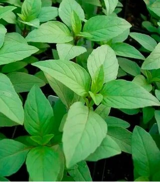 Семена базилика для микрозеленых Lemonette, лимонный, беби листья, взрослая зелень, импорт, 500 г