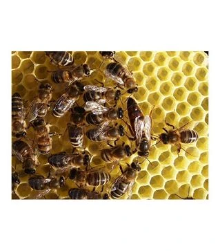 Матка плідна мічена Карпатка тип Говерла (MP0002KG)