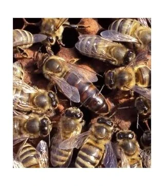 Матка неплідна Карпатка тип Вучківський (MN0005KV)