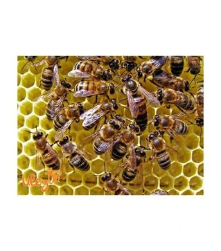 Матка неплідна мічена Українська степова (MP0005UN)