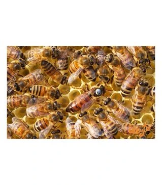 Матка плідна мічена Українська степова (MP0004UP)