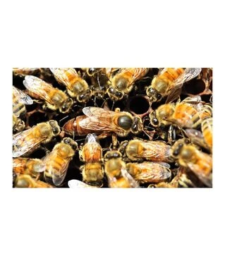 Матка плідна Бакфаст (MP0007BP)