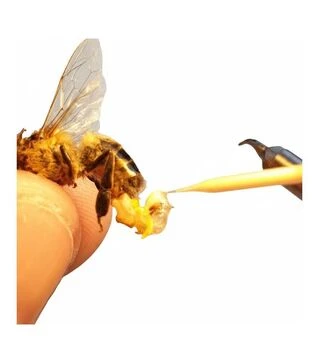 Матка штучного осіменіння Бакфаст (MP10BPIO)