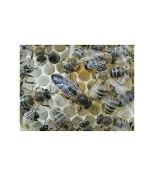 Матка неплідна Карніка (MP10BPIO)