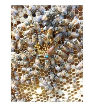 Матка неплідна Кордован (MP009KON)